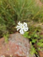 Silene undulata