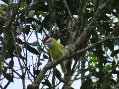 Psilopogon asiaticus