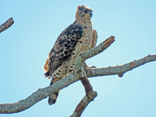 Crowned Eagle