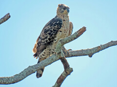 Crowned Eagle photo 4