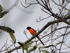 Pericrocotus ethologus