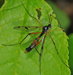 Ptychoptera contaminata