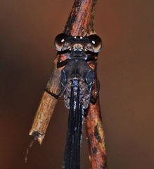 Devadatta