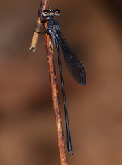 Devadatta