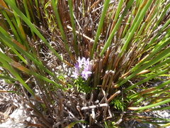 Merciera azurea
