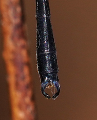 Devadatta