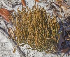 Selaginella arenicola