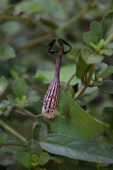 Ceropegia meyeri