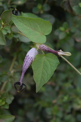 Ceropegia meyeri