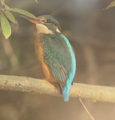 Alcedo atthis