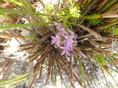 Merciera azurea