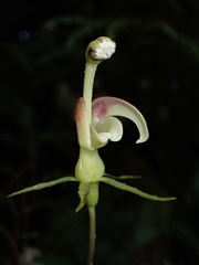 Burmeistera pterifolia