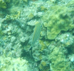 Haemulon carbonarium