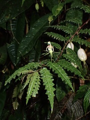 Burmeistera pterifolia