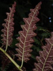 Burmeistera pterifolia