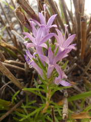 Merciera azurea