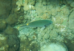 Azurina multilineata