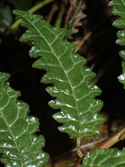 Burmeistera pterifolia