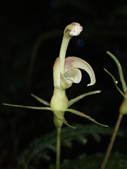 Burmeistera pterifolia