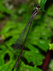 Drepanosticta actaeon