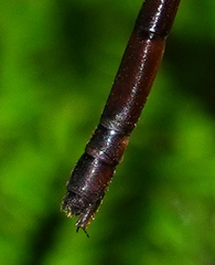Drepanosticta actaeon