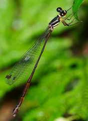 Drepanosticta actaeon