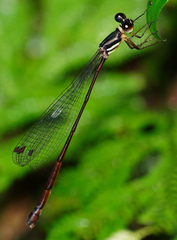 Drepanosticta actaeon