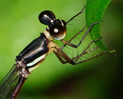 Drepanosticta actaeon