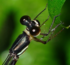 Drepanosticta actaeon