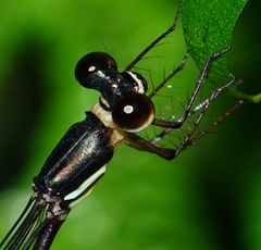 Drepanosticta actaeon