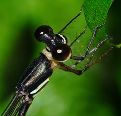 Drepanosticta actaeon