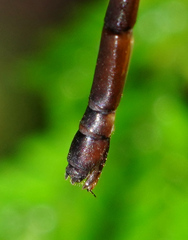 Drepanosticta actaeon