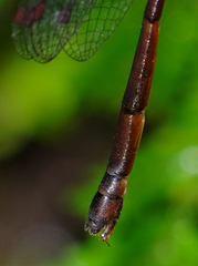 Drepanosticta actaeon