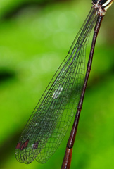 Drepanosticta actaeon