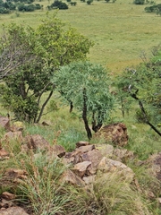 Cussonia paniculata