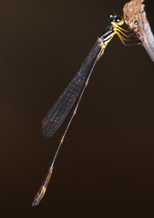 Drepanosticta actaeon