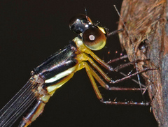 Drepanosticta actaeon
