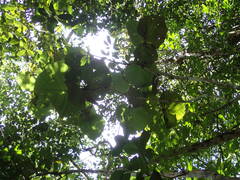 Coccoloba pubescens