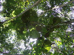 Coccoloba pubescens