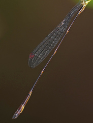 Drepanosticta actaeon