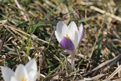 Crocus weldenii