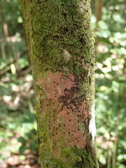 Coccoloba pubescens