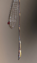 Drepanosticta actaeon