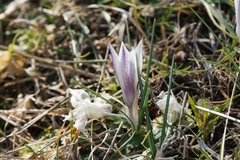 Crocus weldenii