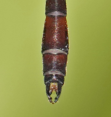 Drepanosticta actaeon