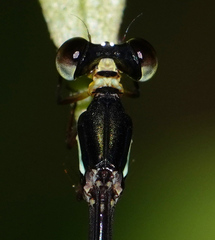 Drepanosticta actaeon