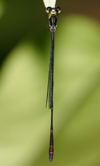 Drepanosticta actaeon