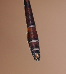 Drepanosticta actaeon