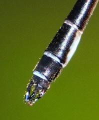 Drepanosticta rufostigma