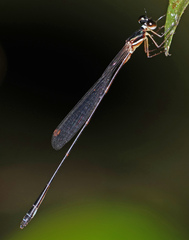 Drepanosticta rufostigma